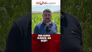 Afyonda dünyanın en zehirli örümceklerinden birisi olan ‘argiope lobata’ bulundu keşfet shorts [upl. by Norita]