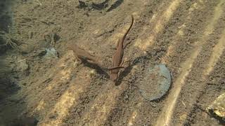 Rough Skinned Newts in a Mountain Lake [upl. by Mandi]