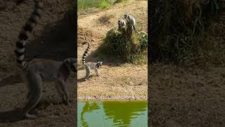 Funny Lemurs Cute Animals [upl. by Lielos30]