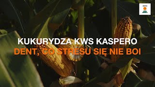 🌽KWS KASPERO  Dent co stresu się nie boi [upl. by Yelekalb]