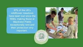 Blacknest Fields Nature Recovery Project in the South Downs [upl. by Nodroj]