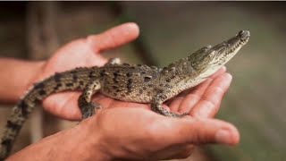 crocodile farm house and animals the tiger deer  rabbit eating grass birds beach dancing deer [upl. by Shiverick]