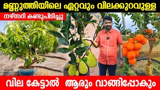 മണ്ണുത്തിയിലെ ഏറ്റവും വിലക്കുറവുള്ള നഴ്സറി കണ്ടുപിടിച്ചു  വിലകൾ കേട്ടാൽ ആരും വാങ്ങിപ്പോകും [upl. by Ahseekal483]