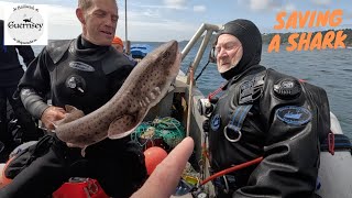 Scuba Scalloping in the trenches Guernsey  fishing  dive boat  4K scuba scallops fish shark [upl. by Now896]