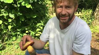 Identifying Suillellus luridus the Lurid Bolete [upl. by Eirac]