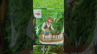 🌾💥zaafu fungicide  hexaconazole 05  tata rallis  sheath blight rog [upl. by Staffan]