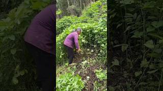 Traditional method of making organic fertilizers traditional village farming organicfarming [upl. by Xuaeb984]