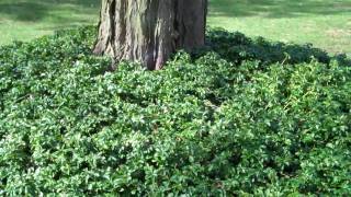 Covering tree roots with groundcover [upl. by Yttik]