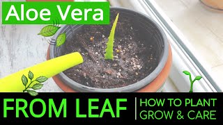 How to Plant amp Grow Aloe Vera at Home from Leaf Planting amp Caring Aloe Vera in a Pot [upl. by Euqinomad]