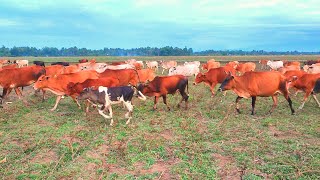 Cow Herding Video From Green Grass Field to Farm Pen  Funny Cow Sounds [upl. by Wang]