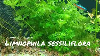 Limnophila sessiliflora [upl. by Gratianna]