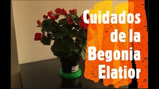 Cuidados de la Begonia Elatior [upl. by Ailam]