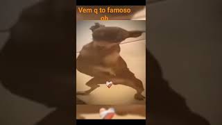 meme do cachorro falando toma toma toma toma toma [upl. by Enoyrt141]