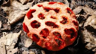 Timelapse of the fruiting body of a cage stink horn fungus opening [upl. by Aiouqahs689]