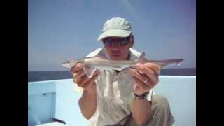 Smooth Dogfish Shark Identification [upl. by Ydwor]