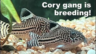 Corydoras Julii catfish are breeding in community tank [upl. by Egroeg]