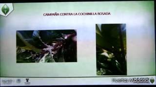 Control de la Cochinilla Rosada en Mamey 2 de 5 [upl. by Caron]