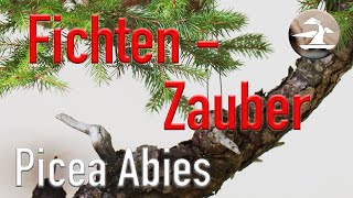 Picea abies Totgeglaubte leben länger Und machen eine hervorragende Verwandlung durch [upl. by Chubb]