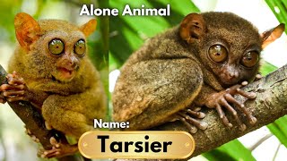 amazing wild animal TARSIER you should see tarsier animals [upl. by Francisco]