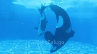 Tilikum and Trua Playing  SeaWorld Orlando  September 7 2013 [upl. by Manthei]