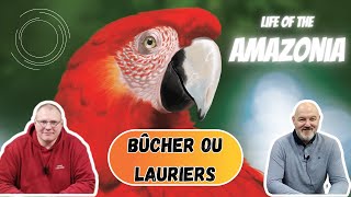 Bûcher ou Lauriers  Life Of The Amazonia [upl. by Avle]