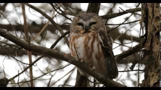 Northern sawwhet owl  Aegolius acadicus [upl. by Yerxa958]