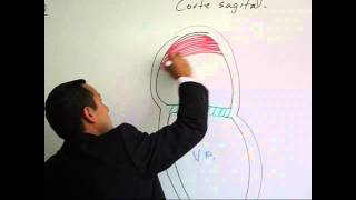 Tabicación Interatrial e Interventricular [upl. by Anatak717]