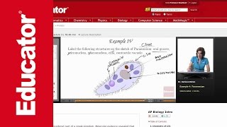 Paramecium Structure [upl. by Orravan]