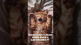 cats snoring meaning  Why does my cat sound like hes snoring cat cats kitten AmazingFacts807 [upl. by Iohk240]