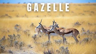 Top 10 Things You Need to Know About Gazelles [upl. by Nylirad302]