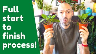 How To Propagate A Chinese Money Plant [upl. by Lach]