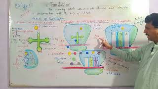 Biology XII  Phases of Translation in protein synthesis foryou viralvideo trending biology [upl. by Doownelg]