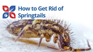 Springtails Treatment  DoMyOwncom [upl. by Eniaral610]