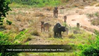 9 LIONS killing 1 BUFFALO  Safari  Tsavo East Kenya  2012 Video [upl. by Romano]