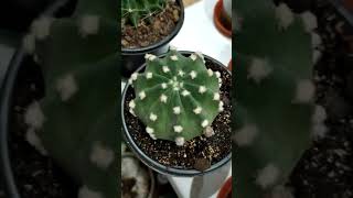 Echinopsis SUBDENUDATA Эхинопсис выпускает 2 бутона [upl. by Murvyn]