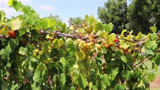 Scuppernong Muscadine [upl. by Padgett244]