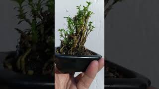 Serissa Japonica mini bonsai [upl. by Otreblide329]