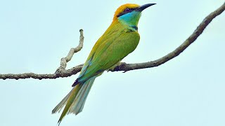 Asian green beeeater sounds [upl. by Uriah]