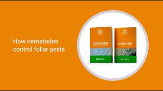 How Koppert nematodes control foliar pests extended version [upl. by Artemas]