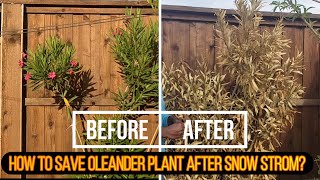 How to save Oleander plants post winter storm [upl. by Ripley216]