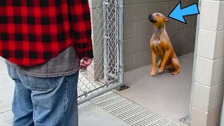 Pit Bull Recognizes Man Standing In Front Of Him amp Starts To Cry Just Watch What Happens Next [upl. by Belvia772]