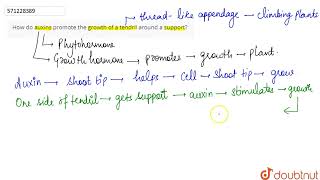 How do auxins promote the growth of a tendril around a support  10  CONTROL AND COORDINATIO [upl. by Dorcia902]