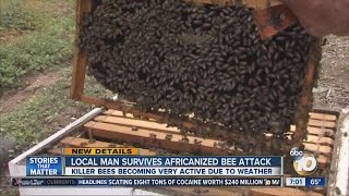 Local man survives Africanized bee attack [upl. by Eeliah]