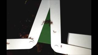 Army Ant Adaptive Bridge [upl. by Maybelle]