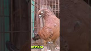 আপনি কি জানেন কবুতরের পা কেন লাল হয় viral viralvideo history trending foryou cute pigeon [upl. by Glarum]