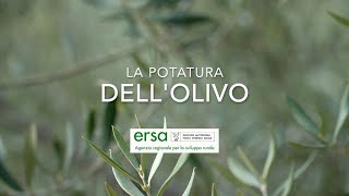 OLIVICOLTURA  tecniche di potatura dellolivo [upl. by Henni]