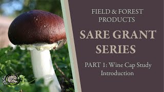 Wine Cap Stropharia Mushroom Research  SARE Grant Series Part 1 [upl. by Namlas]