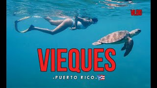 🐢 Nadamos con TORTUGAS 🤩 y EXPLORAMOS 🥾 La Isla Nena 👧 VIEQUES Puerto Rico 🇵🇷 [upl. by Refinej]