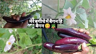 began sabjigarden garden gardeningplants viralvideo [upl. by Aridaj]