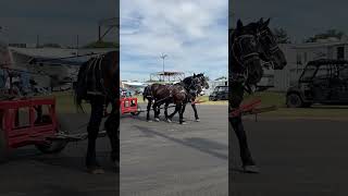 Horses pulling a long trailer horse percheron [upl. by Acinoda95]